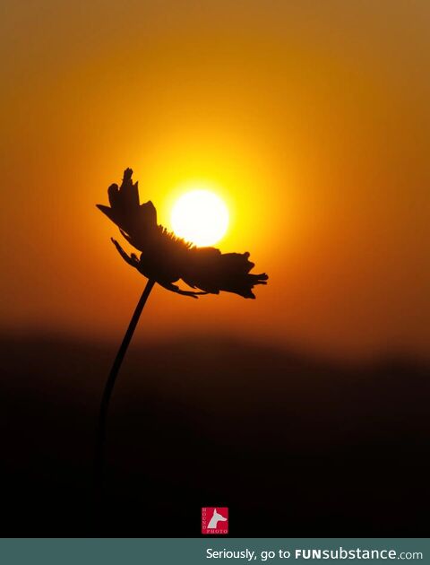 A flower at sunset that I captured here in South Korea [oc]