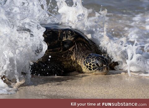 Green Sea Turtle being consumed by a wave