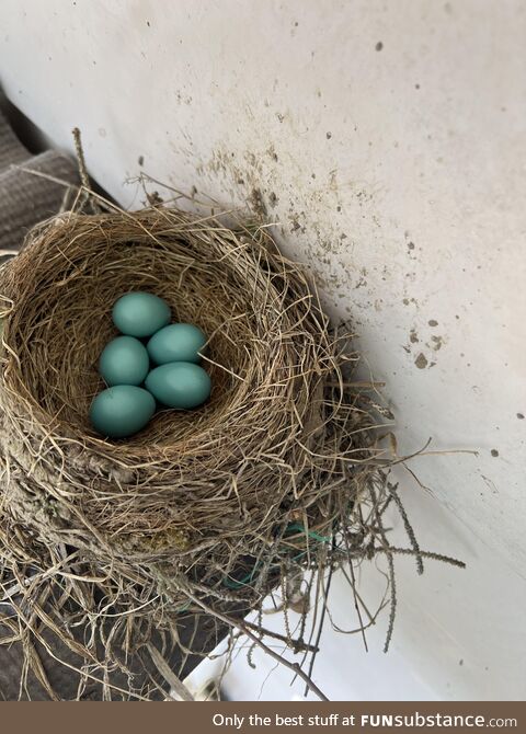 [OC] Robin’s nest above our shed. No filter applied, this is the natural colour of the