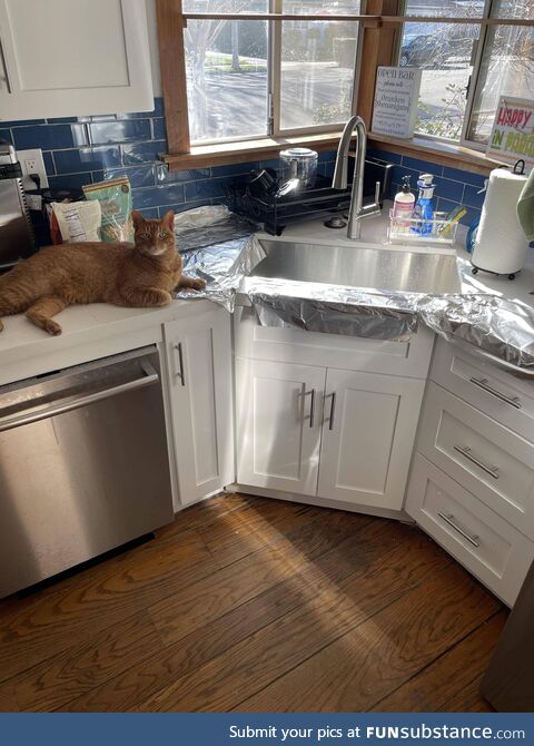 My cats wouldn’t stay off the kitchen windowsill. Good news is the foil worked