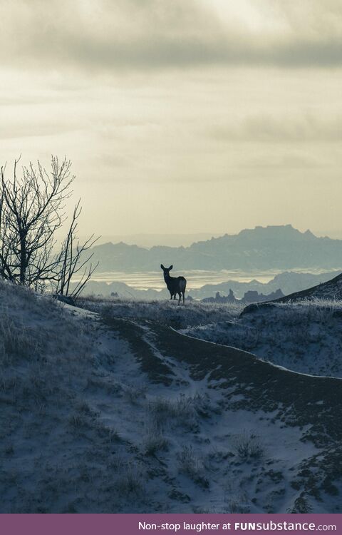 This little guy stopped and looked back at me just before running away