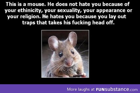 Why mice hate you