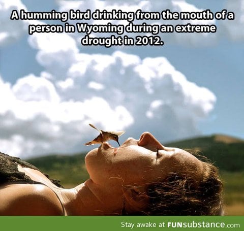 A thirsty hummingbird