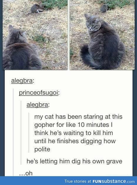 Polite cat