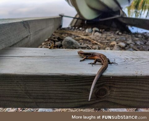 [OC] Little lizard I found under my boat