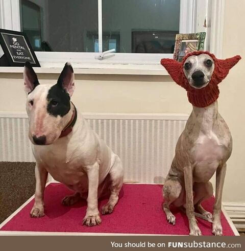 My wife knitted a hat for our bull terrier, but I think it works better on the whippet