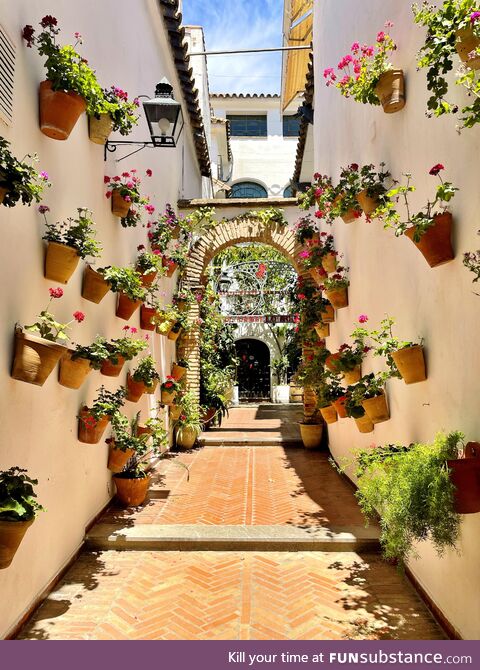 Hanging flower baskets on a side street in Cordoba, Spain
