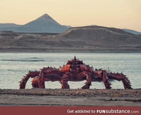 Crab in Patagonia
