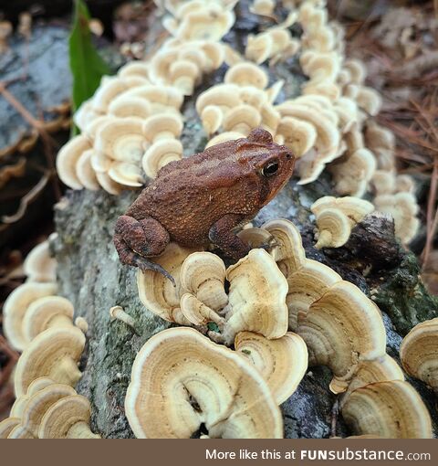 [OC] A friendly toad on a log in my yard