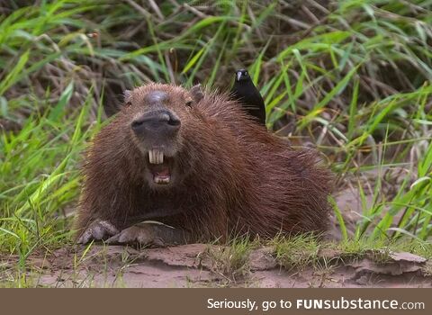 My buddy photographed a capybara