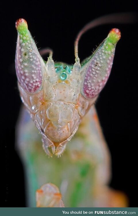 Close up of Hymenopus coronatus aka the orchid mantis. They are carnivorous and are known