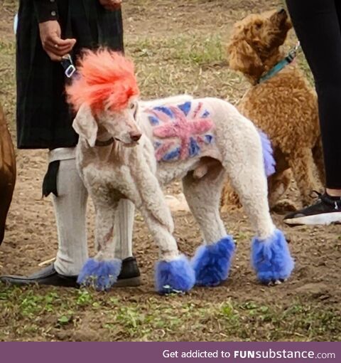 I saw an interesting dog today at the Renaissance Festival