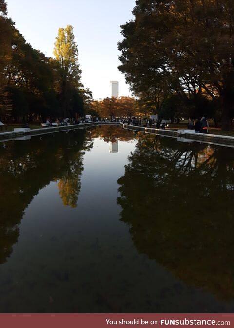 Autumn Reflection in Yoyogi Park, Tokyo (Nov. 6th 2022)