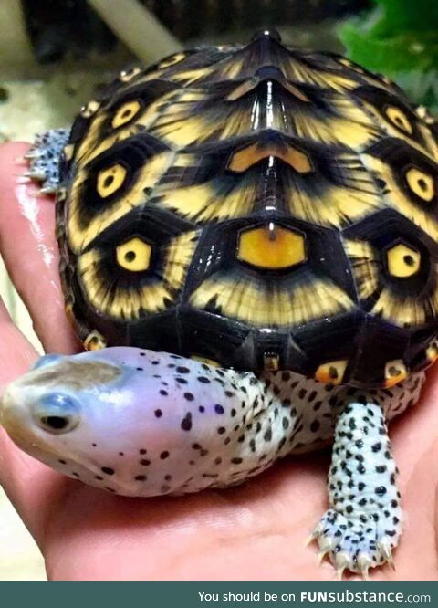 Diamondback terrapin