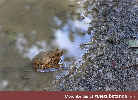 [OC] A tiny toad in a puddle
