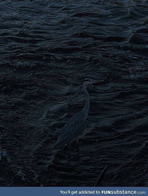 I took a picture of a heron