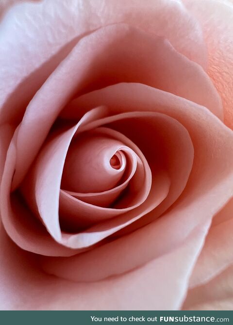 [OC] A pink Rose…