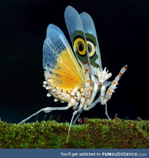 Spiny flower mantis
