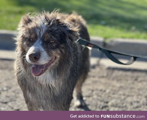 [OC] My dog looking mischievous after getting in the mud at the dog park