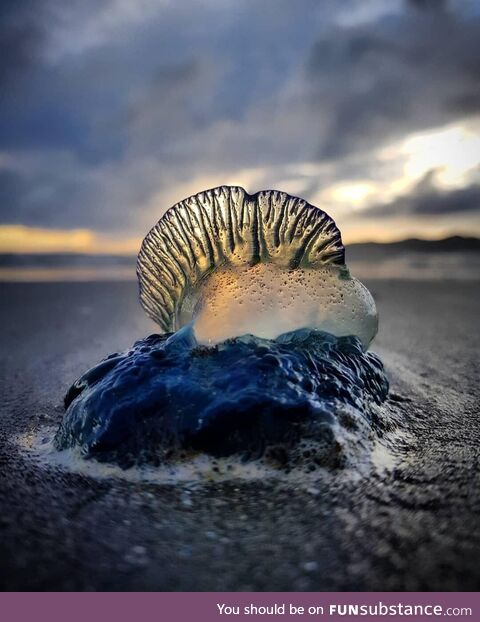 Summer in New Zealand means a visit from Bluebottle Jellyfish