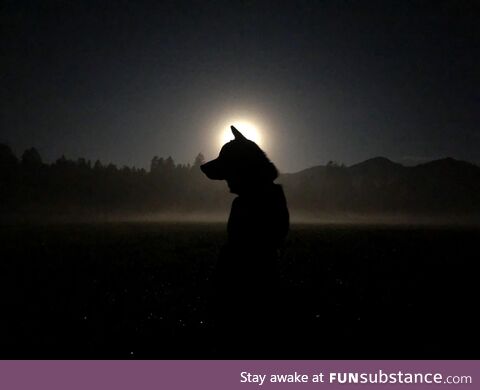 Result of a 5 AM foggy morning walk on full moon