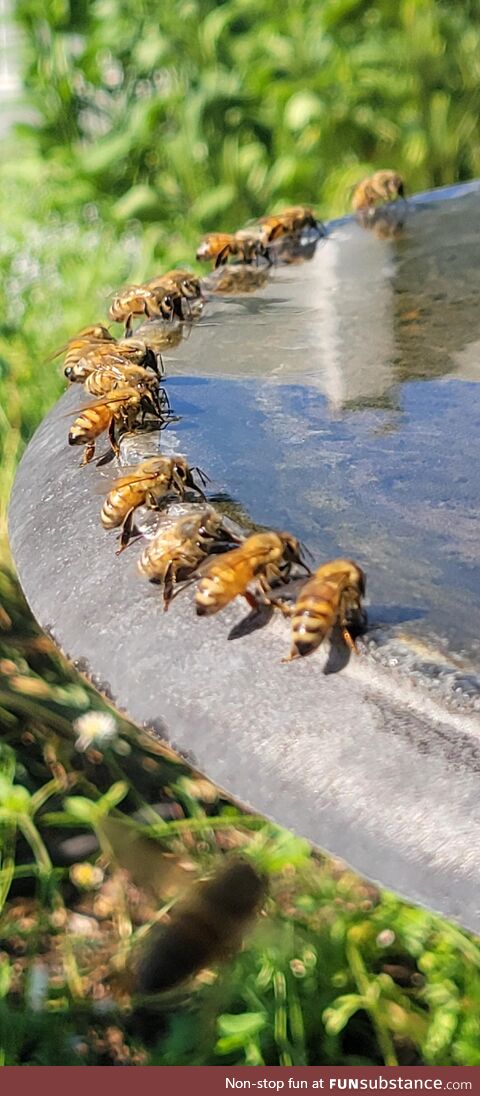 Honey Bees getting water in my backyard