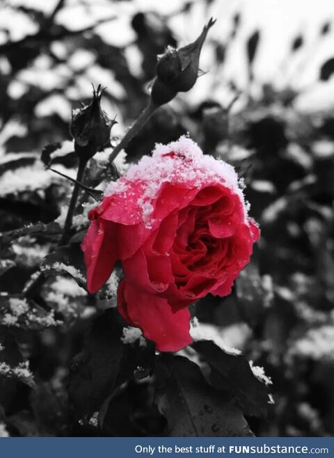 Roses in my snowy garden