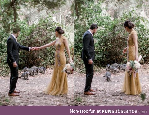 A family of raccoons photobombed a wedding photo shoot