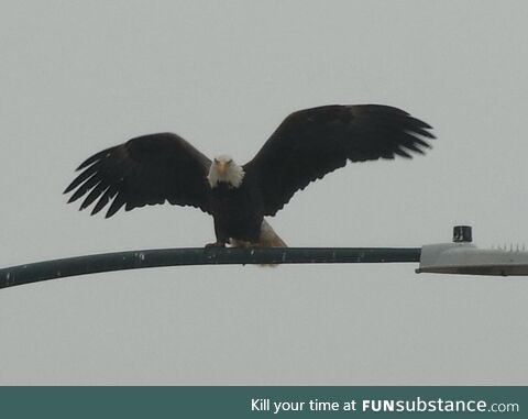Bald Eagle in Colorado today