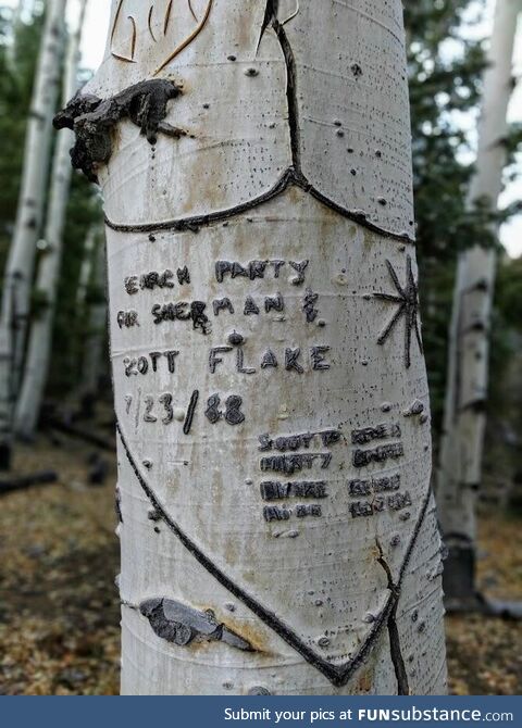 Arborglyph, found deep in Dixie National Forest, Utah USA. Believe they did not survive