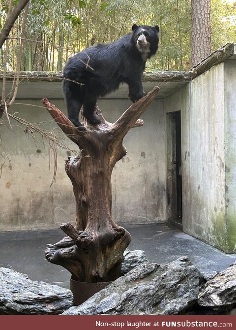 Chaska the Andean bear (Salisbury Zoo, MD)