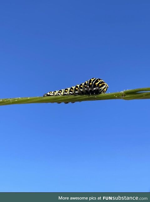 Just a caterpillar