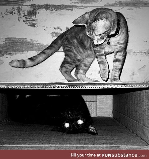 A shadow of a cat