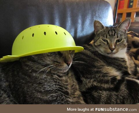 CornNut is a devoted pastafarian. Frytka is considering joining him on the journey to