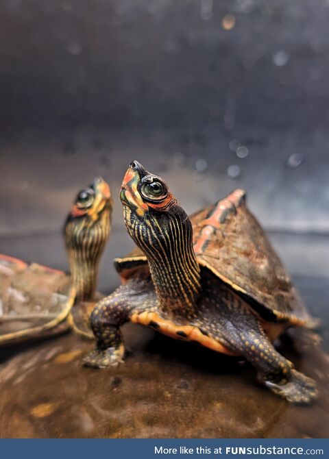 My turtles posing