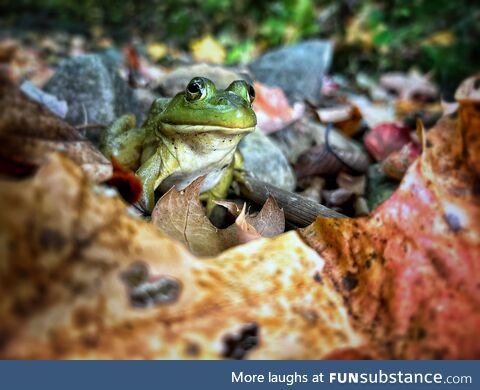 A frog I met hiking last fall