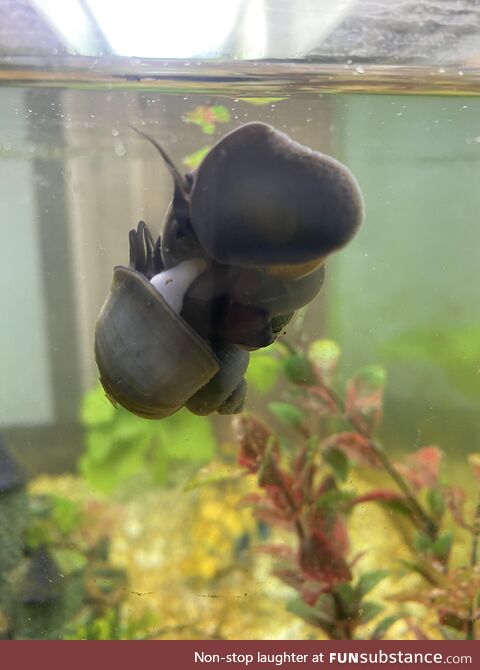 For anyone ever wondering... This is how aquarium snails mate