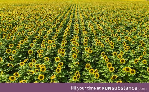 A field of beautiful sunflowers!