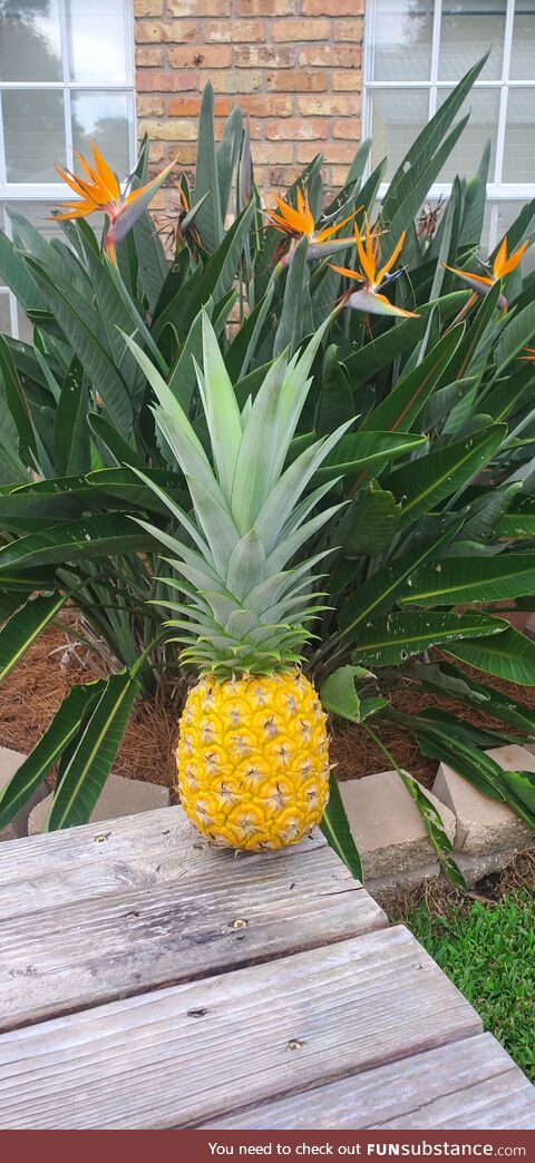 I grew a pineapple ????