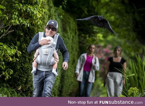 This crow attacking a dad