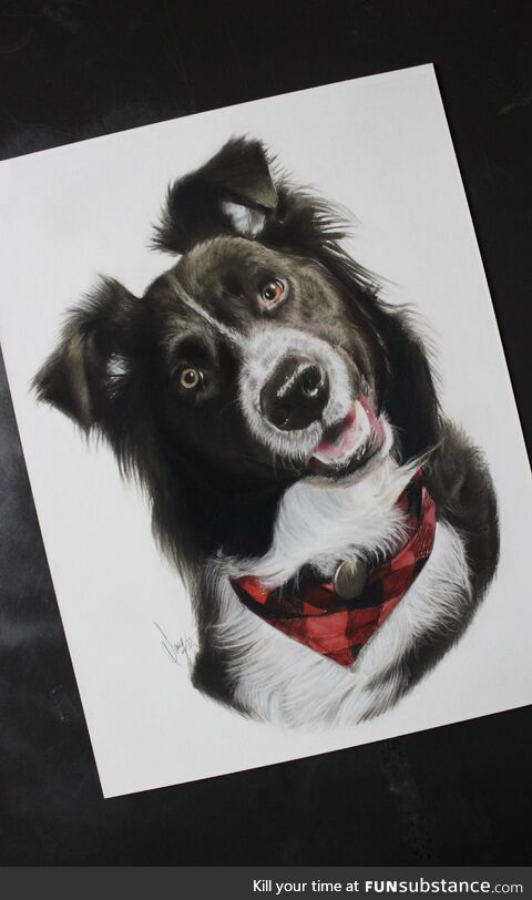 I made this pencil drawing of a australian shepherd dog !!
