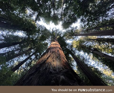 Just some redwoods I saw on a recent camping trip