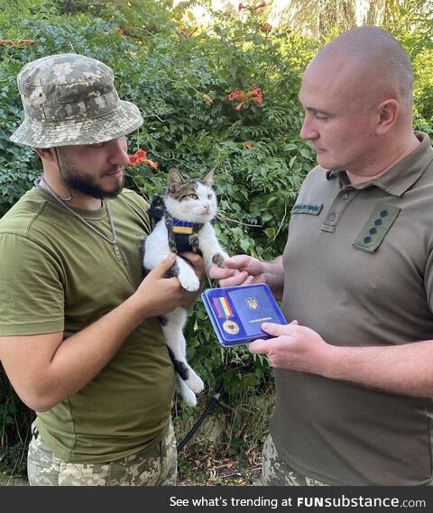 Ukrainian cat receives a “Golden Heart” medal [828x929]