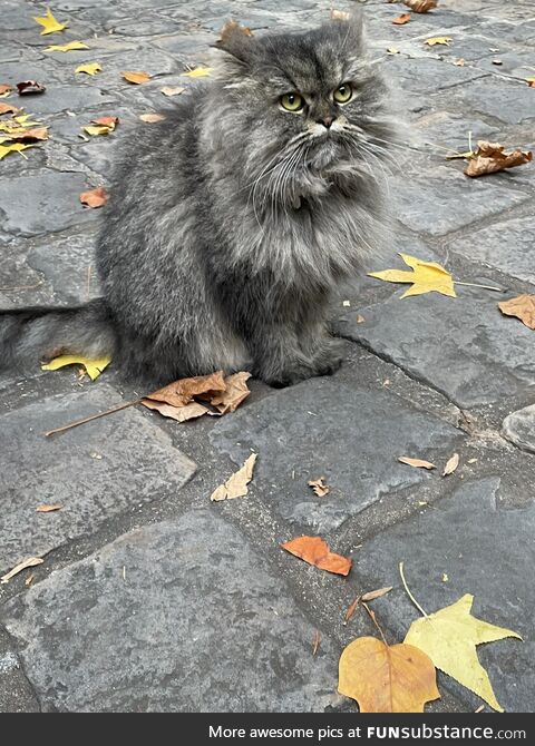 I went to Paris yesterday. I took 26 photographs and 19 of them were of this cat