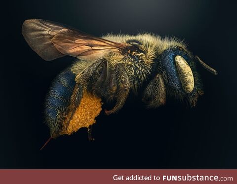 The Blue Calamintha Bee, wingspan of around 10 millimeters. The bright yellow seen under