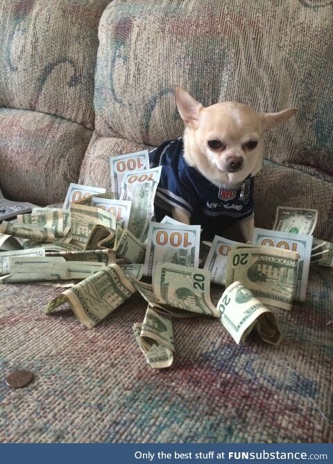 Money dog