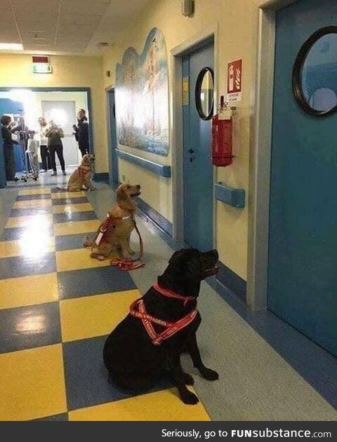 Therapy dogs eagerly awaiting their young patients at a hospital in Slovenia