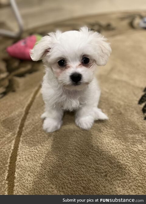 I bought my Nana a puppy and now I wish she was mine. Just wanted to share her cuteness -