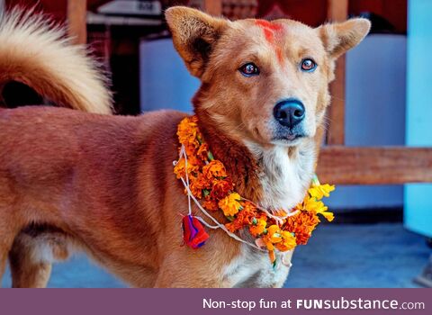 It's kukur Tihar. It's a special day where we worship dogs to honor their loyalty and