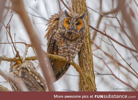 Long-eared owl stares me down [OC]